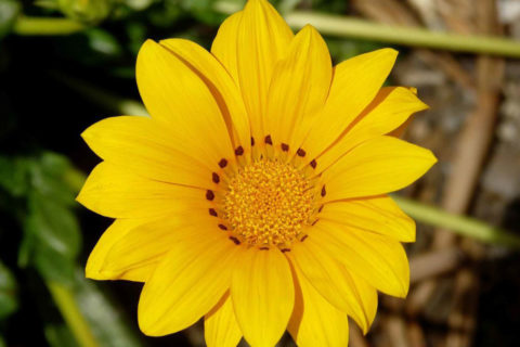 blooming Gazania flower