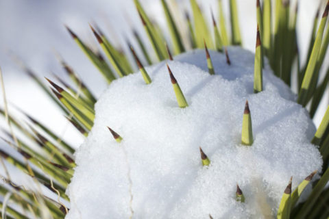 snow on a cactus